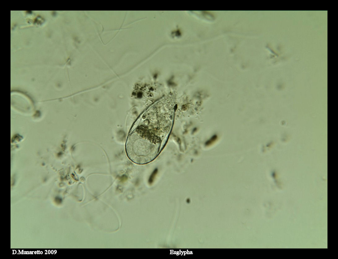Euglypha